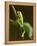 Tree Frog in Costa Rica-Paul Souders-Framed Premier Image Canvas