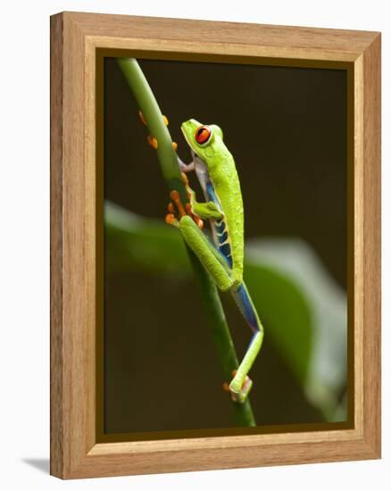 Tree Frog in Costa Rica-Paul Souders-Framed Premier Image Canvas