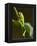 Tree Frog in Costa Rica-Paul Souders-Framed Premier Image Canvas