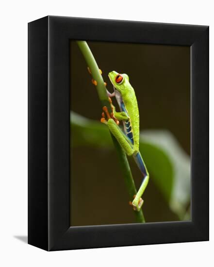 Tree Frog in Costa Rica-Paul Souders-Framed Premier Image Canvas