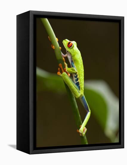 Tree Frog in Costa Rica-Paul Souders-Framed Premier Image Canvas