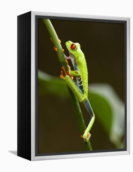 Tree Frog in Costa Rica-Paul Souders-Framed Premier Image Canvas