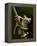 Tree Frog in Costa Rica-Paul Souders-Framed Premier Image Canvas