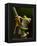 Tree Frog in Costa Rica-Paul Souders-Framed Premier Image Canvas