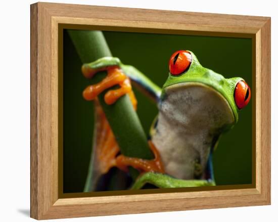 Tree Frog in Costa Rica-Paul Souders-Framed Premier Image Canvas