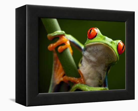 Tree Frog in Costa Rica-Paul Souders-Framed Premier Image Canvas