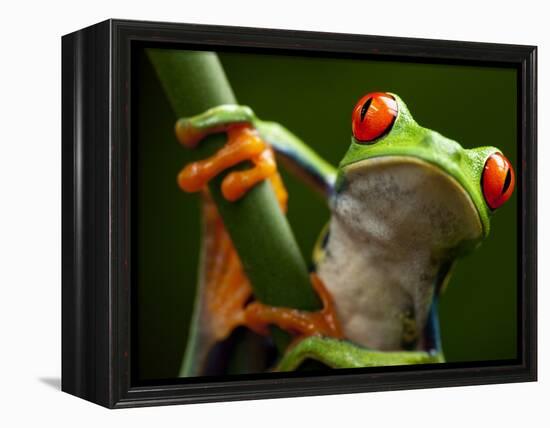 Tree Frog in Costa Rica-Paul Souders-Framed Premier Image Canvas