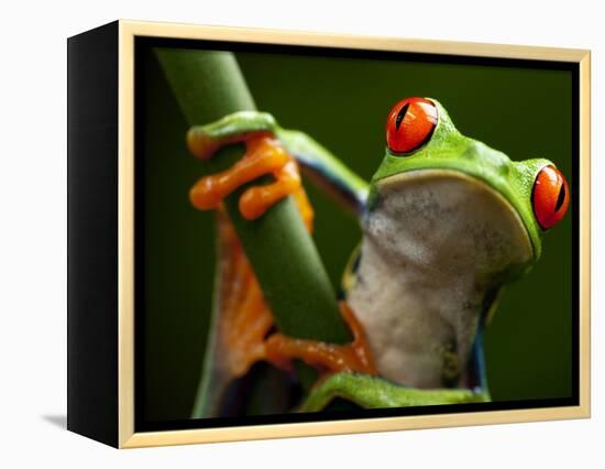 Tree Frog in Costa Rica-Paul Souders-Framed Premier Image Canvas