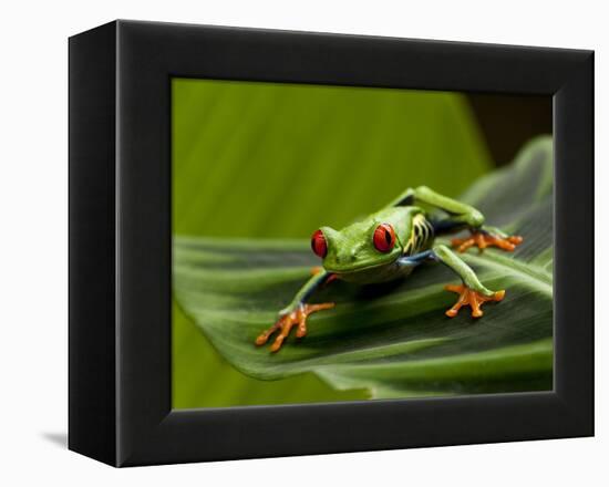 Tree Frog in Costa Rica-Paul Souders-Framed Premier Image Canvas