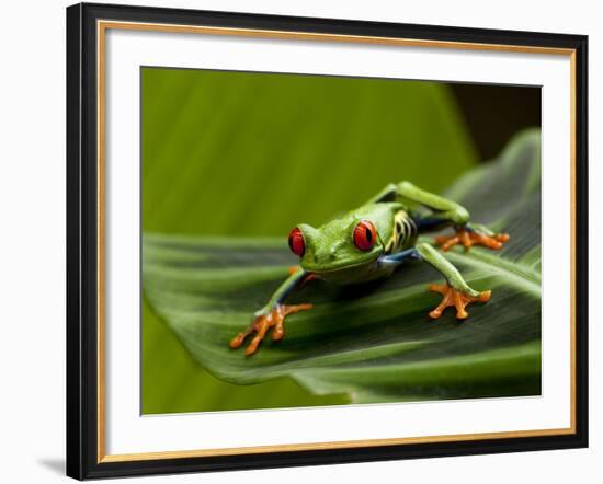 Tree Frog in Costa Rica-Paul Souders-Framed Photographic Print