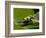 Tree Frog in Costa Rica-Paul Souders-Framed Photographic Print