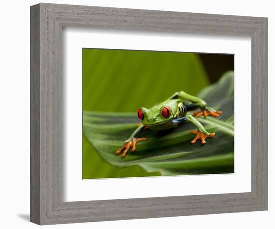 Tree Frog in Costa Rica-Paul Souders-Framed Photographic Print