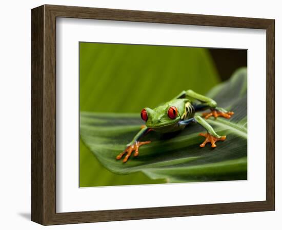 Tree Frog in Costa Rica-Paul Souders-Framed Photographic Print