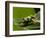 Tree Frog in Costa Rica-Paul Souders-Framed Photographic Print