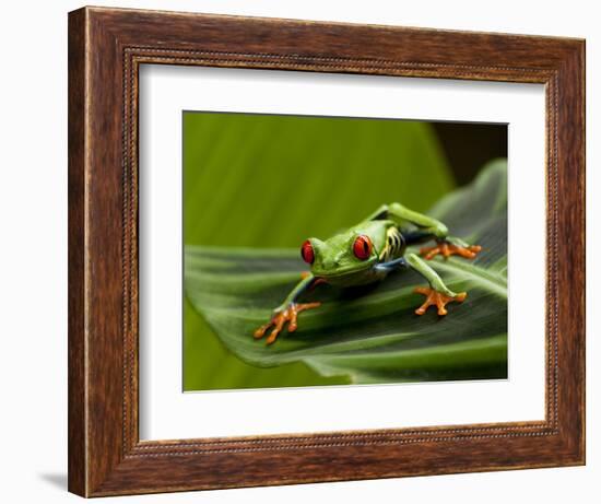 Tree Frog in Costa Rica-Paul Souders-Framed Photographic Print