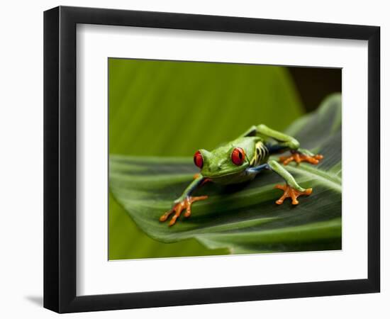 Tree Frog in Costa Rica-Paul Souders-Framed Photographic Print