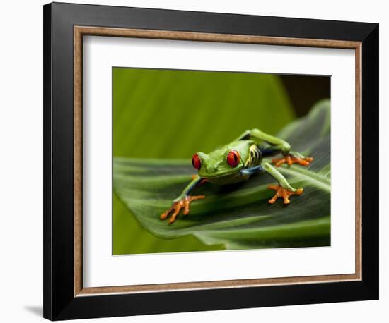 Tree Frog in Costa Rica-Paul Souders-Framed Photographic Print