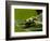 Tree Frog in Costa Rica-Paul Souders-Framed Photographic Print