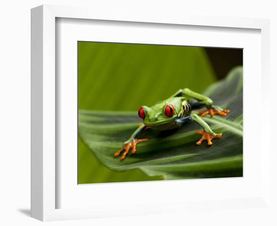 Tree Frog in Costa Rica-Paul Souders-Framed Photographic Print