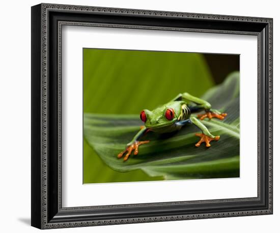 Tree Frog in Costa Rica-Paul Souders-Framed Photographic Print