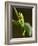 Tree Frog in Costa Rica-Paul Souders-Framed Photographic Print