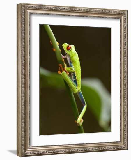 Tree Frog in Costa Rica-Paul Souders-Framed Photographic Print