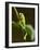 Tree Frog in Costa Rica-Paul Souders-Framed Photographic Print