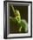 Tree Frog in Costa Rica-Paul Souders-Framed Photographic Print