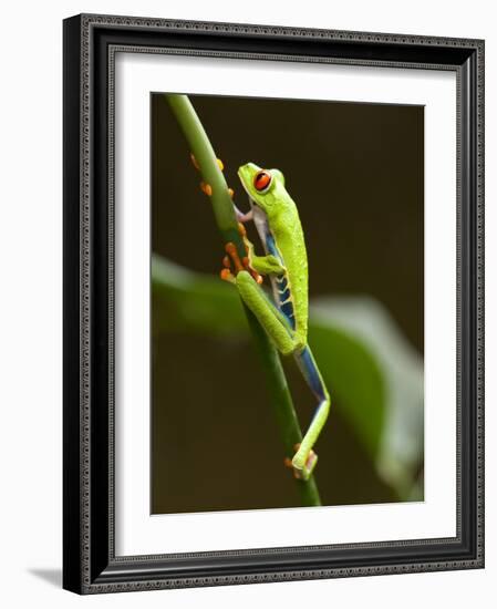 Tree Frog in Costa Rica-Paul Souders-Framed Photographic Print