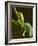 Tree Frog in Costa Rica-Paul Souders-Framed Photographic Print