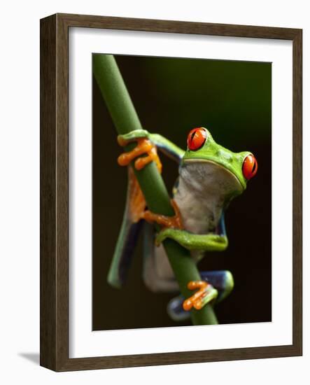 Tree Frog in Costa Rica-Paul Souders-Framed Photographic Print