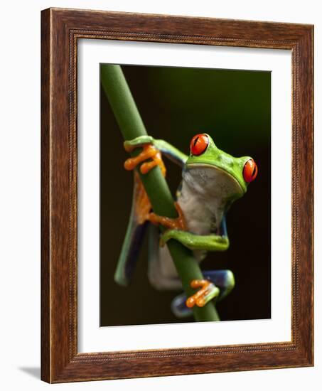 Tree Frog in Costa Rica-Paul Souders-Framed Photographic Print