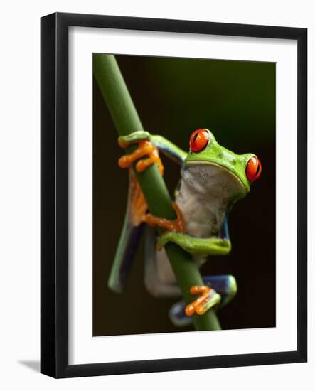 Tree Frog in Costa Rica-Paul Souders-Framed Photographic Print