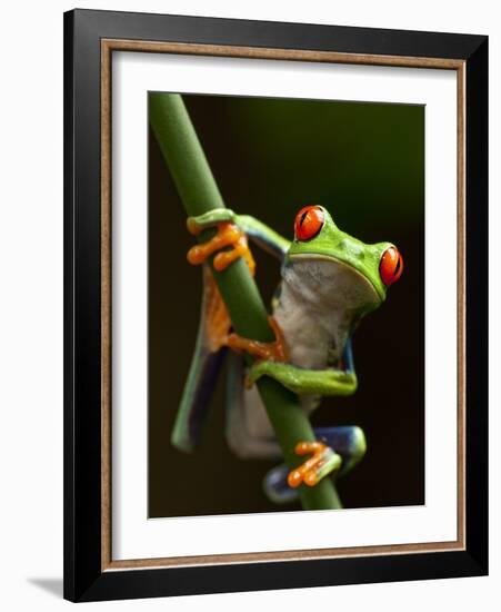 Tree Frog in Costa Rica-Paul Souders-Framed Photographic Print