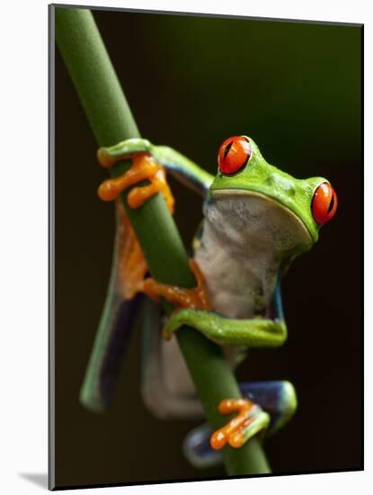 Tree Frog in Costa Rica-Paul Souders-Mounted Photographic Print