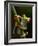 Tree Frog in Costa Rica-Paul Souders-Framed Photographic Print