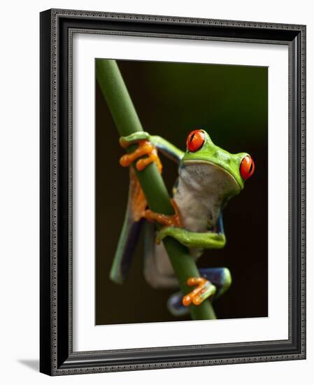 Tree Frog in Costa Rica-Paul Souders-Framed Photographic Print