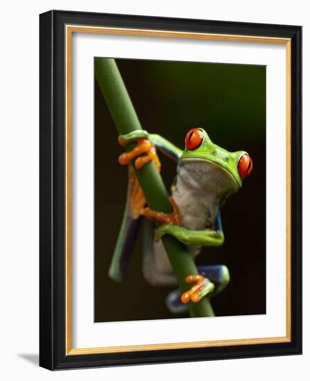 Tree Frog in Costa Rica-Paul Souders-Framed Photographic Print