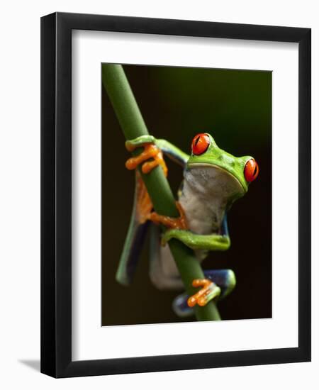 Tree Frog in Costa Rica-Paul Souders-Framed Photographic Print