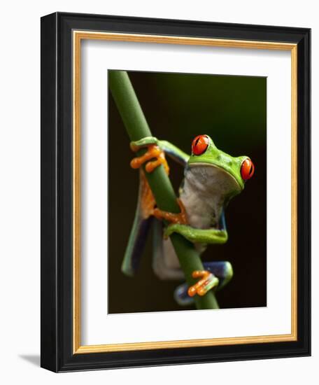 Tree Frog in Costa Rica-Paul Souders-Framed Photographic Print