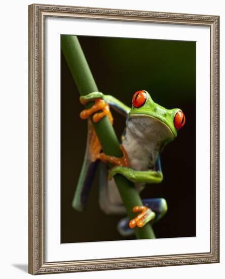 Tree Frog in Costa Rica-Paul Souders-Framed Photographic Print