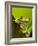 Tree Frog in Costa Rica-Paul Souders-Framed Photographic Print