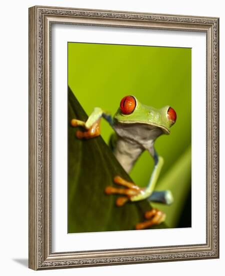 Tree Frog in Costa Rica-Paul Souders-Framed Photographic Print