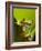 Tree Frog in Costa Rica-Paul Souders-Framed Photographic Print