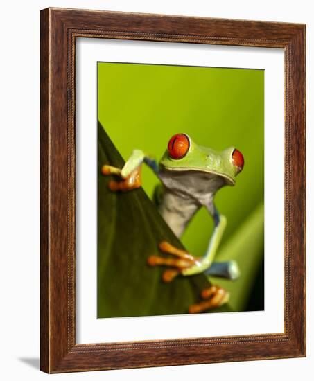 Tree Frog in Costa Rica-Paul Souders-Framed Photographic Print