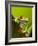 Tree Frog in Costa Rica-Paul Souders-Framed Photographic Print