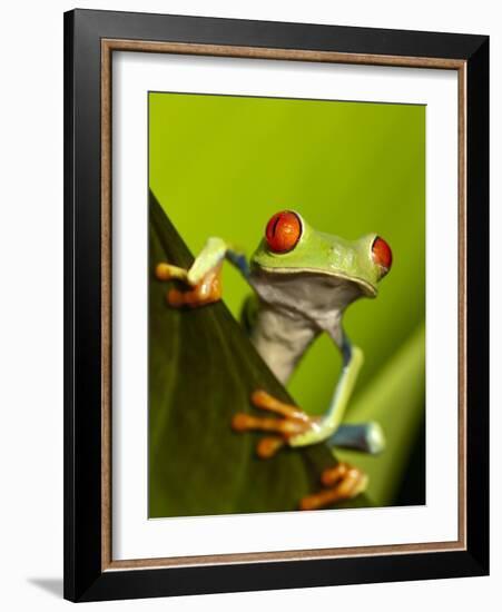 Tree Frog in Costa Rica-Paul Souders-Framed Photographic Print