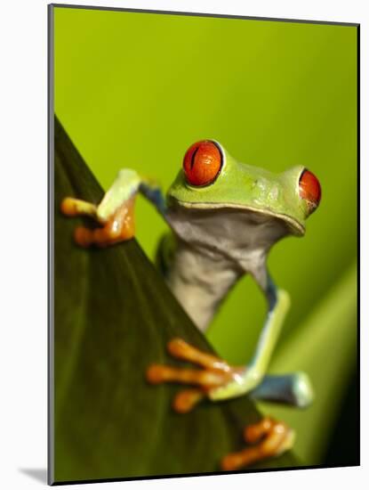 Tree Frog in Costa Rica-Paul Souders-Mounted Photographic Print