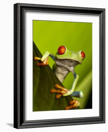 Tree Frog in Costa Rica-Paul Souders-Framed Photographic Print