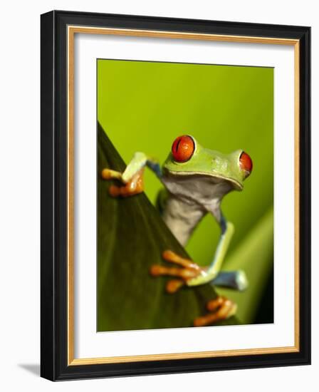 Tree Frog in Costa Rica-Paul Souders-Framed Photographic Print